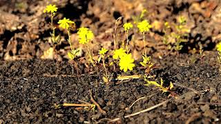 GRAFOPOEMAS de Lola&nbsp;López-Cózar